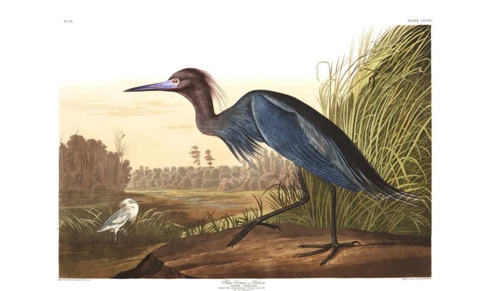 Plate-307-Blue-Crane-or-Heron-final-little-blue-hron-sm